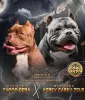 Zdjęcie №1. american bully - na sprzedaż w Tiumeń | 7923zł | Zapowiedź №37167