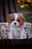 Zdjęcie №1. cavalier king charles spaniel - na sprzedaż w Brest | 4186zł | Zapowiedź №78704