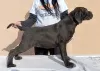 Dodatkowe zdjęcia: Szczenięta Cane Corso