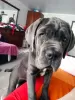 Zdjęcie №2 do zapowiedźy № 82767 na sprzedaż  cane corso - wkupić się Federacja Rosyjska prywatne ogłoszenie