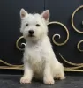 Dodatkowe zdjęcia: szczeniak west highland white terrier z Interchampiona