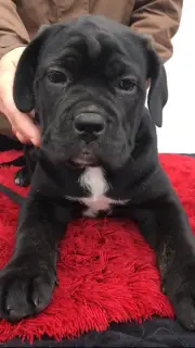 Dodatkowe zdjęcia: Cane Corso