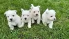 Zdjęcie №1. west highland white terrier - na sprzedaż w Альгермиссен | 6278zł | Zapowiedź №37741