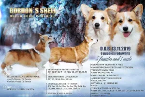 Zdjęcie №1. welsh corgi - na sprzedaż w Серпухов | 3974zł | Zapowiedź №5337