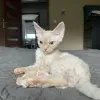 Dodatkowe zdjęcia: Devon Rex Cynamon