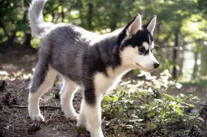 Dodatkowe zdjęcia: Wysoko urodzone szczenięta rasy Siberian Husky