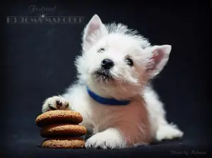 Dodatkowe zdjęcia: West Highland White Terrier ze wspaniałej pary!