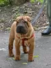 Zdjęcie №1. shar pei - na sprzedaż w Kaługa | negocjowane | Zapowiedź №52635