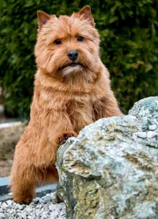 Zdjęcie №3. Norwich Terrier. Szczenięta. Federacja Rosyjska