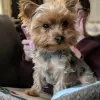 Zdjęcie №1. yorkshire terrier - na sprzedaż w Monachium | Bezpłatny | Zapowiedź №111314