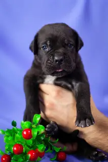 Zdjęcie №3. Cudowne szczenięta Cane Corso. Federacja Rosyjska