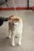 Dodatkowe zdjęcia: Akita Inu