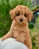 Zdjęcie №1. labradoodle - na sprzedaż w Derby | 1169zł | Zapowiedź №123239