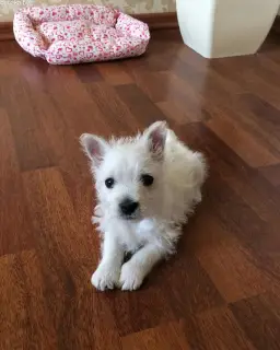 Zdjęcie №2 do zapowiedźy № 443 na sprzedaż  west highland white terrier - wkupić się Ukraina od żłobka, hodowca