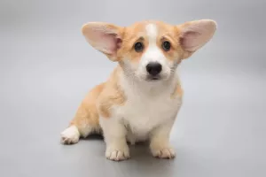 Dodatkowe zdjęcia: Dziewczyna Welsh Corgi Pembroke