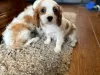 Zdjęcie №1. cavalier king charles spaniel - na sprzedaż w Yding | 1674zł | Zapowiedź №125653