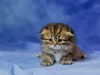 Zdjęcie №2 do zapowiedźy № 52476 na sprzedaż  scottish fold - wkupić się Ukraina hodowca