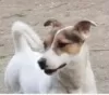 Dodatkowe zdjęcia: Jack Russell Terriery