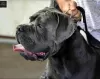 Dodatkowe zdjęcia: Szczenięta Cane Corso