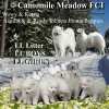 Dodatkowe zdjęcia: Samoyed Samojed, FCI- Camomile Meadow