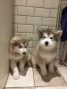 Zdjęcie №1. alaskan malamute - na sprzedaż w Амерсфоорт | negocjowane | Zapowiedź №121841