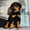 Zdjęcie №4. Sprzedam rottweiler w Zrenjanin.  - cena - Bezpłatny