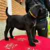 Zdjęcie №3. Szczenięta Cane Corso. Niemcy