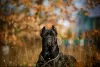 Zdjęcie №1. cane corso - na sprzedaż w Krasnodar | negocjowane | Zapowiedź №8997