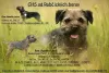 Zdjęcie №1. border terrier - na sprzedaż w Rabczyca | 3348zł | Zapowiedź №50873