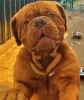 Dodatkowe zdjęcia: Dog de Bordeaux szczenięta