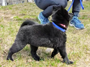 Dodatkowe zdjęcia: Schipperke (Schipperke)