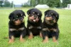 Zdjęcie №1. rottweiler - na sprzedaż w Seda | 1256zł | Zapowiedź №71481