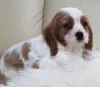 Zdjęcie №2 do zapowiedźy № 31941 na sprzedaż  cavalier king charles spaniel - wkupić się Niemcy prywatne ogłoszenie