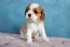 Zdjęcie №4. Sprzedam cavalier king charles spaniel w Москва. hodowca - cena - 12891zł