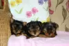 Zdjęcie №1. yorkshire terrier - na sprzedaż w Zürich | 2302zł | Zapowiedź №127478