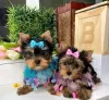 Zdjęcie №1. yorkshire terrier - na sprzedaż w Miami | negocjowane | Zapowiedź №121584