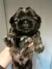 Dodatkowe zdjęcia: Rasowe szczenięta Shih Tzu