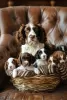 Zdjęcie №1. springer spaniel walijski - na sprzedaż w Mannheim | 508zł | Zapowiedź №129617