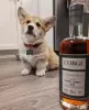 Zdjęcie №4. Sprzedam welsh corgi w Dusseldorf. prywatne ogłoszenie, od żłobka, ze schronu, hodowca - cena - negocjowane