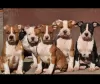 Dodatkowe zdjęcia: Amerykański Staffordshire Terrier