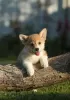 Dodatkowe zdjęcia: Szczeniaki Welsh Corgi Pembroke