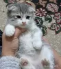 Zdjęcie №2 do zapowiedźy № 121800 na sprzedaż  scottish fold - wkupić się Uzbekistan prywatne ogłoszenie