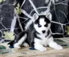 Zdjęcie №1. husky syberyjski - na sprzedaż w Даллас | 1307zł | Zapowiedź №45897