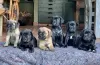 Zdjęcie №2 do zapowiedźy № 120573 na sprzedaż  cane corso - wkupić się Wielka Brytania hodowca