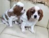 Zdjęcie №1. cavalier king charles spaniel - na sprzedaż w Monachium | negocjowane | Zapowiedź №43183