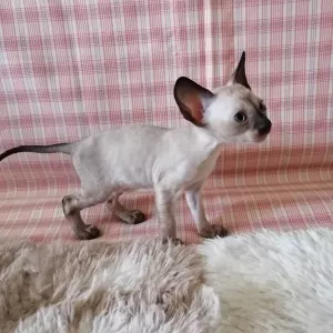 Zdjęcie №4. Sprzedam kot cornish rex w Москва. prywatne ogłoszenie, od żłobka, hodowca - cena - 1431zł