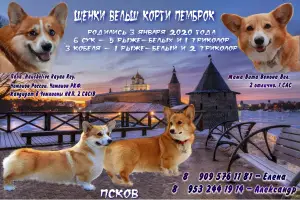 Zdjęcie №1. welsh corgi - na sprzedaż w Psków | 3095zł | Zapowiedź №4879