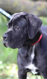 Dodatkowe zdjęcia: Dziewczyna Chic Cane Corso na sprzedaż