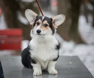 Zdjęcie №2 do zapowiedźy № 4649 na sprzedaż  welsh corgi - wkupić się Federacja Rosyjska hodowca