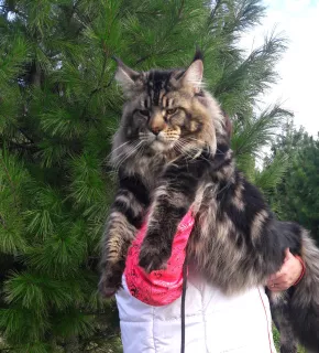 Dodatkowe zdjęcia: Kocięta Maine Coon